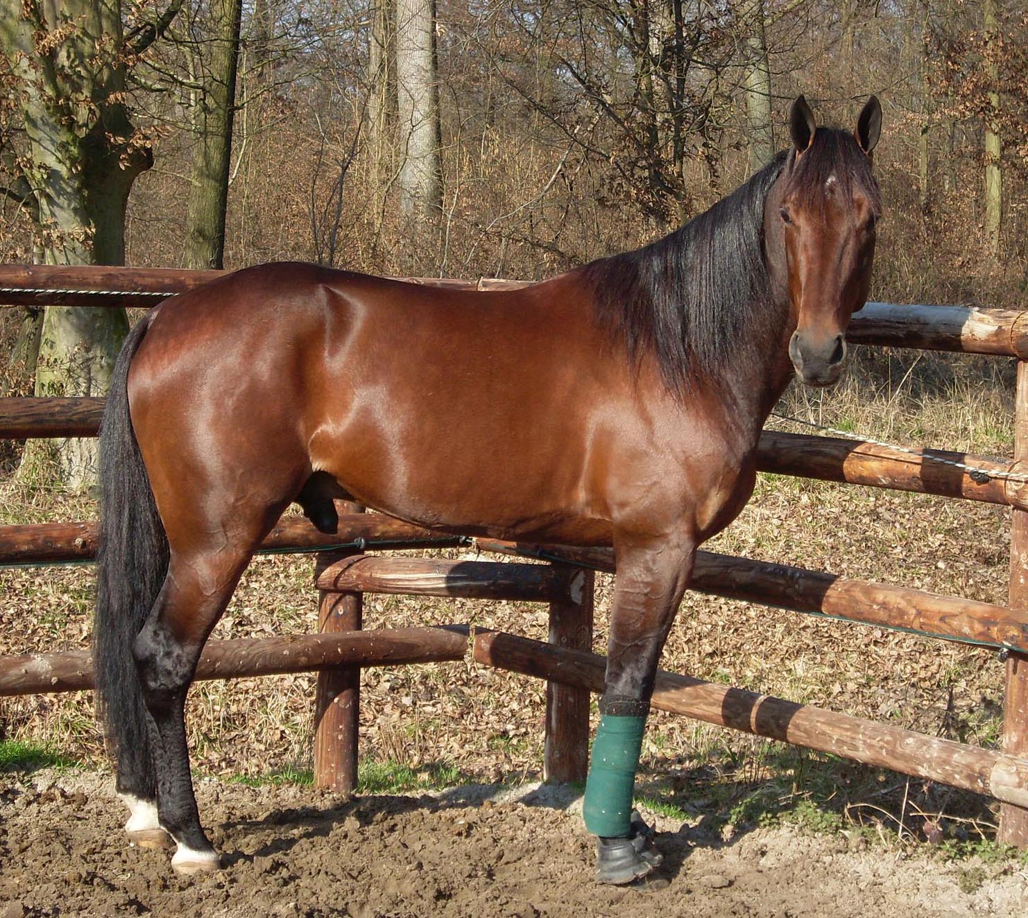 Maharajah är stolt pappa till Hershey´s. Foto: A.Lindblom